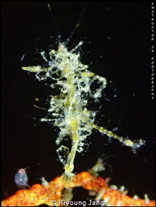 Mother skeleton shrimp by Kiyoung Jang 